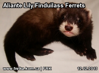 fretka Aliante Lily Finduilass Ferrets