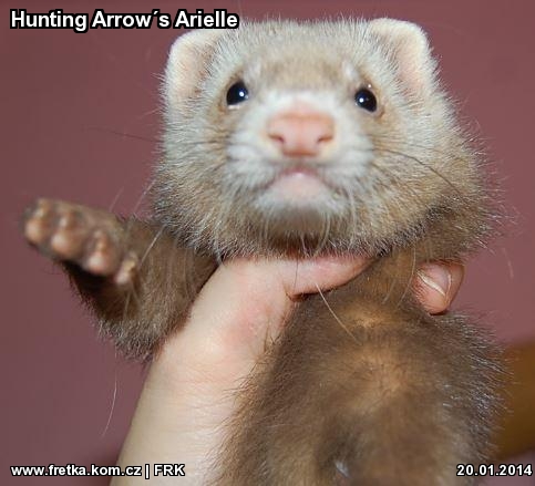 fretka Hunting Arrows Arielle