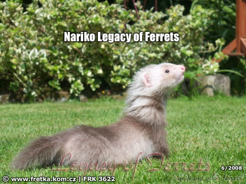 fretka Nariko Legacy of Ferrets