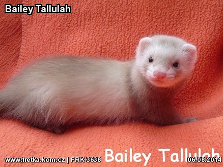 fretka Bailey Tallulah