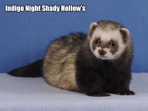 fretka Indigo Night Shady Hollow's