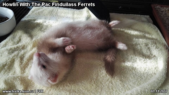 fretka Howlin With The Pac Finduilass Ferrets