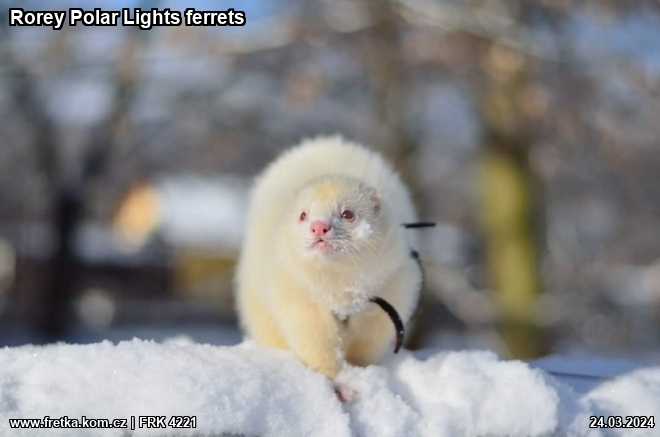 fretka Rorey Polar Lights ferrets
