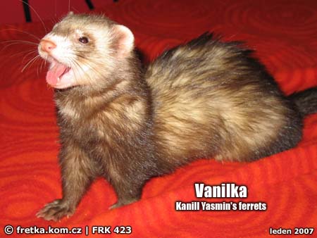 fretka Kanill Yasmin's ferrets as 