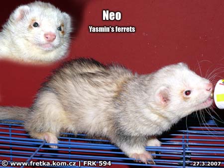 fretka Neo Yasmin's ferrets