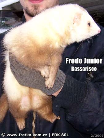 fretka Frodo Junior Bassarisco