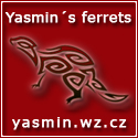 Yasmin's ferrets
