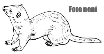 fretka Rorey Polar Lights ferrets